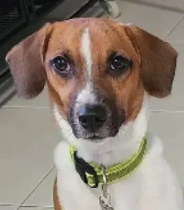 Brown and white dog pet portrait